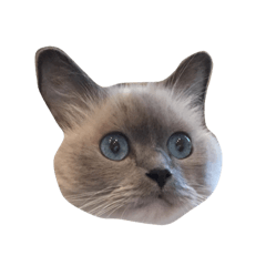 [LINEスタンプ] cat stamp 1