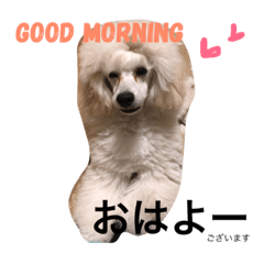 [LINEスタンプ] poodleFamily8