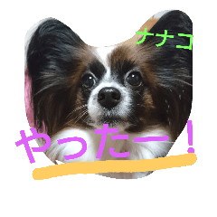 [LINEスタンプ] パピヨンのナナコ