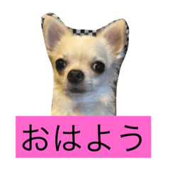 [LINEスタンプ] なかよしチワワ
