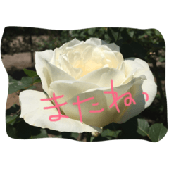 [LINEスタンプ] 薔薇deスタンプ
