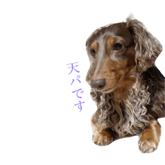 [LINEスタンプ] 茶色い子