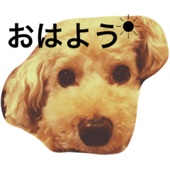 [LINEスタンプ] トイプードルのくう