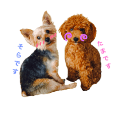 [LINEスタンプ] ヨーキーそらくん＆トイプードルたまちゃん