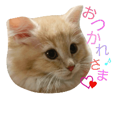 [LINEスタンプ] しぇりたん赤たん期
