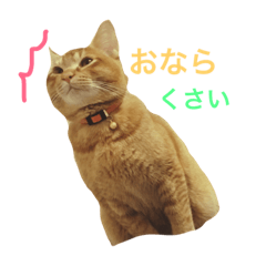 [LINEスタンプ] 茶トラのとらくんのすたんぷです。