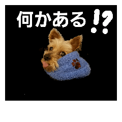 [LINEスタンプ] ヨーキー★ハッチの日常 フォー