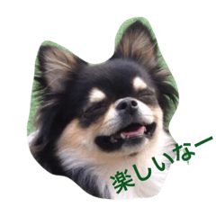 [LINEスタンプ] シュノンの日常