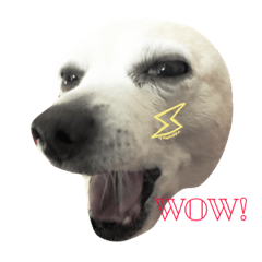 [LINEスタンプ] セロリの毎日 雑種のワンコ