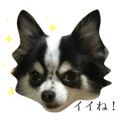 [LINEスタンプ] にゃんワンコーず