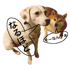 [LINEスタンプ] 柴犬と白い雑種犬-6