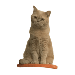[LINEスタンプ] GluttonCat