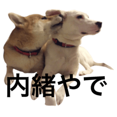 [LINEスタンプ] 柴犬と白い雑種犬-7