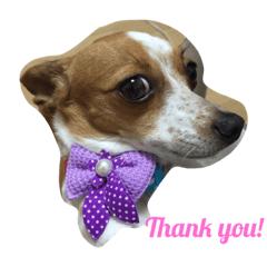 [LINEスタンプ] Puppy the Becky