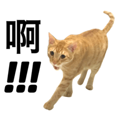 [LINEスタンプ] Four Cats' Daily