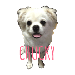 [LINEスタンプ] チャッキーけん