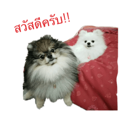 [LINEスタンプ] 2LittlePomm