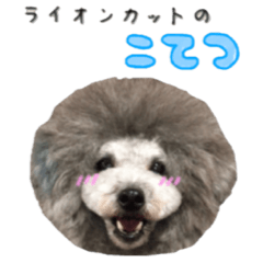 [LINEスタンプ] シルバープードル こてつ ライオンカット
