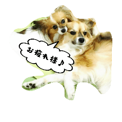 [LINEスタンプ] パピチワ『サスケ』＆パピヨン『まつり』2