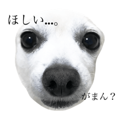 [LINEスタンプ] 雑種の日常 ミックス犬
