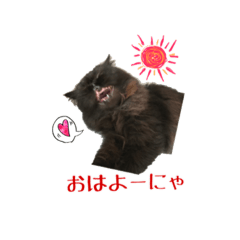 [LINEスタンプ] 黒猫＆ブサカワねこのスタンプ集です。