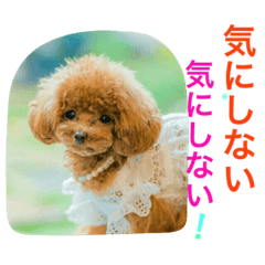 [LINEスタンプ] プードルの気持ち パート3