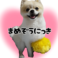 [LINEスタンプ] ポメラニアン まめぞう日記