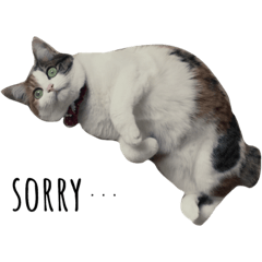 [LINEスタンプ] 三毛猫つばき