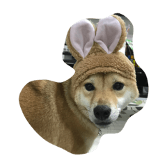 [LINEスタンプ] ナッツッツ〜！