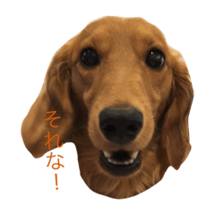 [LINEスタンプ] ダックス茶々さんの毎日
