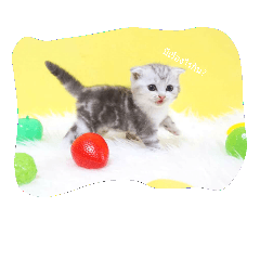 [LINEスタンプ] Meaw meaw..
