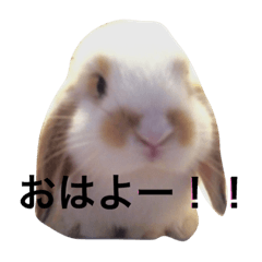 [LINEスタンプ] ウサギのキナ子