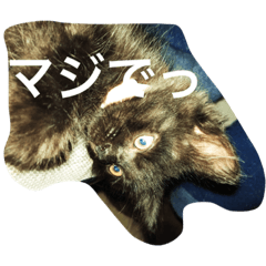 [LINEスタンプ] ミヤニャンズ