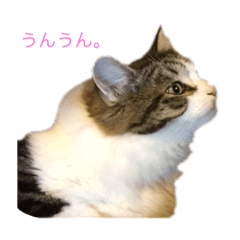 [LINEスタンプ] にゃん-スタ