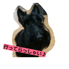 [LINEスタンプ] scottish terrier dari