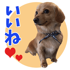 [LINEスタンプ] チワックスの琥珀くん♡