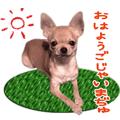 [LINEスタンプ] 齋藤一家のうぃうぃ特集