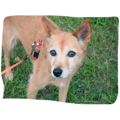 [LINEスタンプ] 狐犬 くく