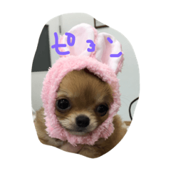 [LINEスタンプ] チワワのココちゃんvol②