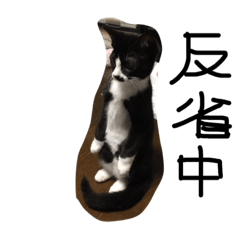 [LINEスタンプ] shuteneko shishutars4の画像（メイン）