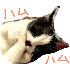 [LINEスタンプ] shutenekos shishutars9の画像（メイン）