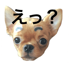 [LINEスタンプ] チワワ こたろう スタンプ