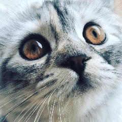 [LINEスタンプ] 気分屋ねこ、べべ。