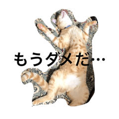 [LINEスタンプ] ゆるっとねこ日和