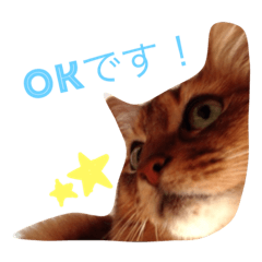 [LINEスタンプ] 椎名家のcats☆ 