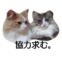 [LINEスタンプ] ねこぼっけ