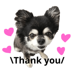 [LINEスタンプ] チワワの との