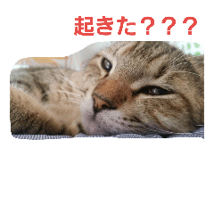 [LINEスタンプ] 猫のおもちさん