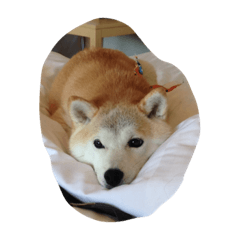 [LINEスタンプ] 柴犬 みそ