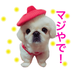 [LINEスタンプ] ペキニーズ くむちゃん 関西弁Ver.2